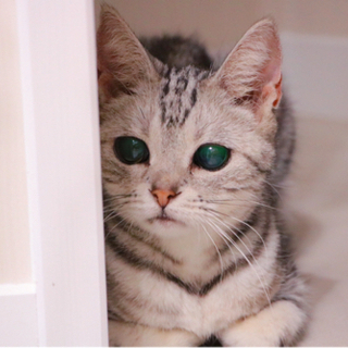 猫ちゃんと暮らすのが夢…そんな方へ【就労継続支援B型】の画像