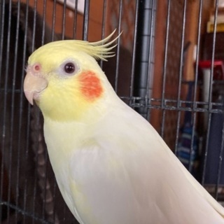 【探しています】オカメインコ♀きいちゃん
