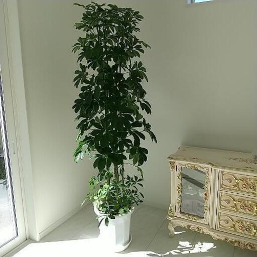 ♡観葉植物♡ホンコンカポック♡