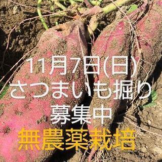＊11/7(日)さつまいも掘り(紅あずま)＊