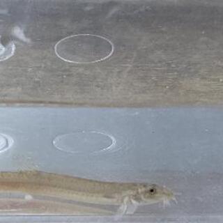 ①ドジョウです❗️水槽の掃除にいかがですか⁉️