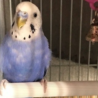 候補の方見つかりました！ありがとうございました！