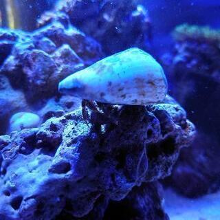 【引取限定】ヤドカリ3匹　海水水槽苔取りに最適の画像