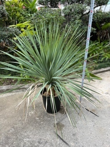 ユッカ・ロストラータ　特別特価