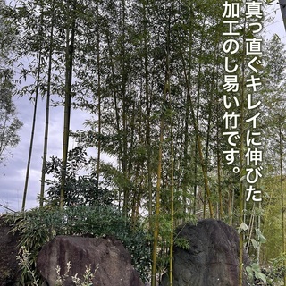 真っ直ぐに伸びた加工し易い「竹」を無料で差し上げます！家庭菜園の...