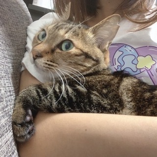 5才の猫さん - 中野区
