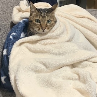 5才の猫さん
