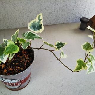 観葉植物//班入りアイビー