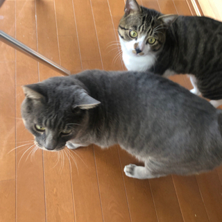 サバトラ＆グレーの兄弟