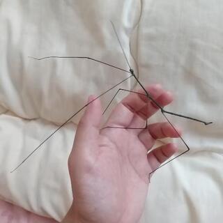 ナナフシ 約25匹の画像