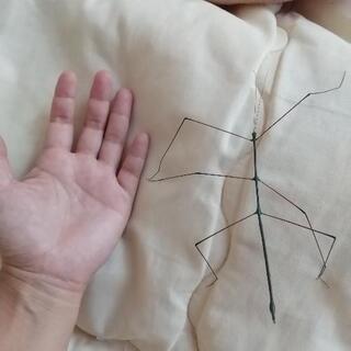 ナナフシ 約25匹の画像