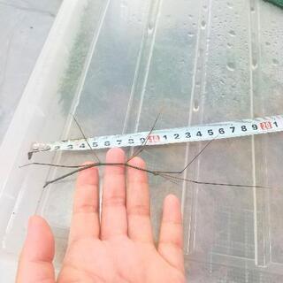 ナナフシ 約25匹の画像