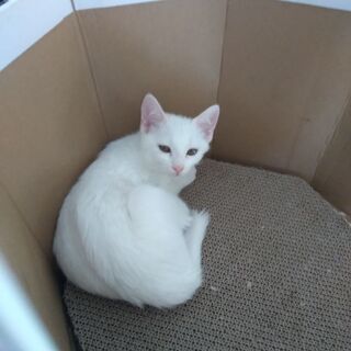 3ヵ月白猫の姉妹