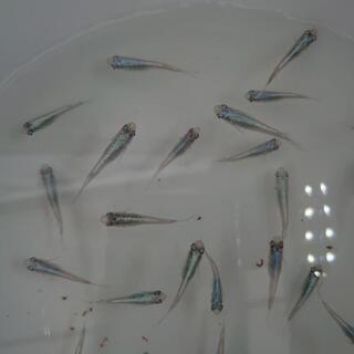 ✨幹之🐠めだか