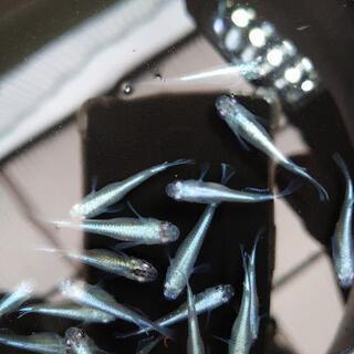 ✨幹之🐠めだかの画像