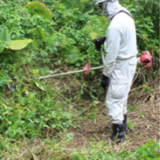 荒れたお庭の伐採、剪定、除草承ります