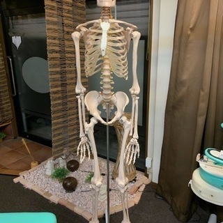 等身大　人体骨格模型