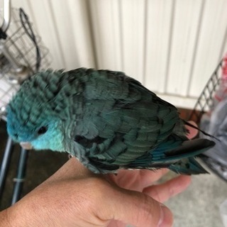 インコを保護しました。飼い主さんを探しています。