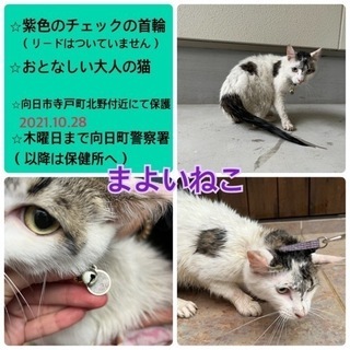 迷い猫の飼い主さん探してます。 - 向日市