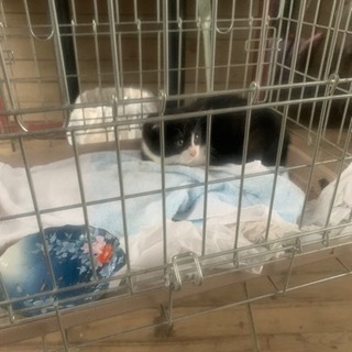 子猫　白黒ちゃんオス - 猫