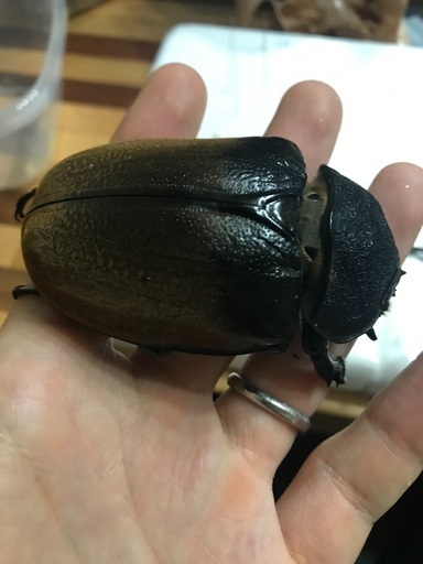 エレファスゾウカブト！ペア！