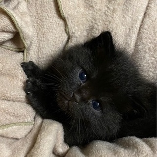 保護猫