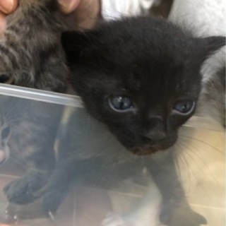 子猫あげます