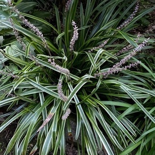 植物もらってください