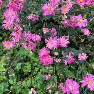 秋明菊の苗　八重咲き