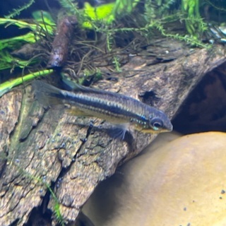 アピストグラマ ビタエニアータ スーパーレッド 2匹の画像