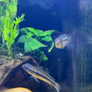 アピストグラマ ビタエニアータ スーパーレッド 2匹の画像