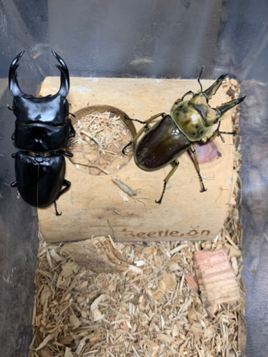 新成虫 ババオウゴンオニクワガタ （1ペア）