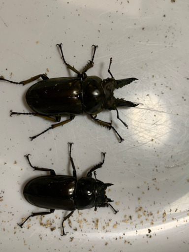 新成虫 ババオウゴンオニクワガタ （1ペア）