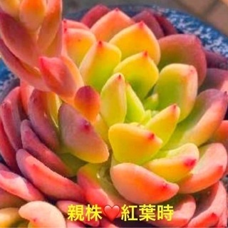 デントラチェム