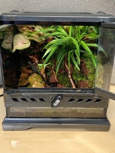 ☆杜のメダカ☆★イモリ・カエル飼育にオススメ！！コケリウム・パルダリウム完成品★