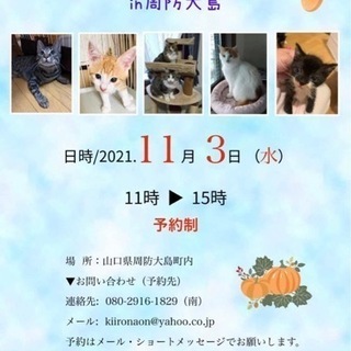 猫のお見合い会を開催します😸