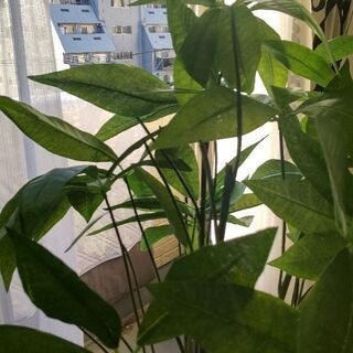 フェイク 観葉植物の画像