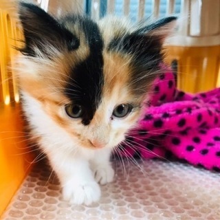 子猫の里親探してます。