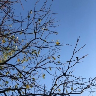 散歩だいすきな人達集合🚶‍♀️ - 一宮市