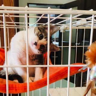 急募【生後3カ月】保護子猫 かわいい男の子 飼育セット進呈