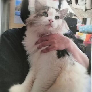 ノルウェージャン去勢手術済５歳の画像