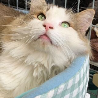 ノルウェージャン去勢手術済５歳 - 名古屋市