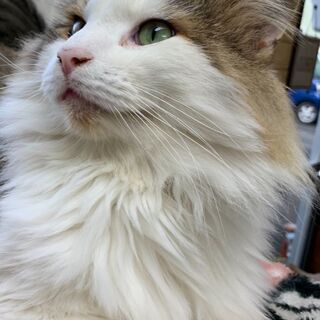 ノルウェージャン去勢手術済５歳 - 猫