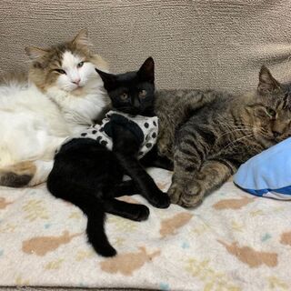 ノルウェージャン去勢手術済５歳 − 愛知県