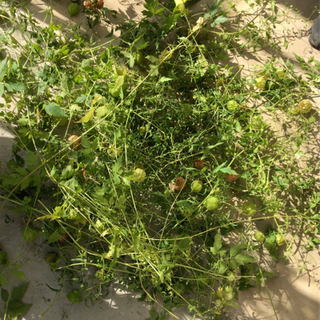 🌱ハート模様のかわいい種　❤︎フウセンカズラ❤︎緑のカーテンの画像