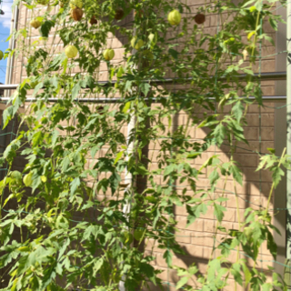 🌱ハート模様のかわいい種　❤︎フウセンカズラ❤︎緑のカーテンの画像