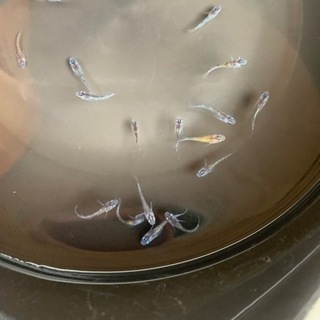 めだか　オーロラ黄ラメ幹之サファイア　稚魚５匹