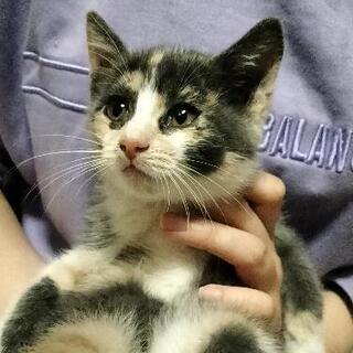 トライアル歓迎！とても可愛い3ヶ月ほどのメス猫です