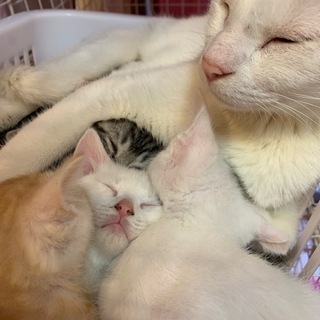 9月12日産まれの赤ちゃん猫里親大募集　6匹産まれました
