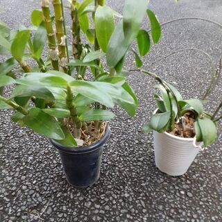０円ﾃﾞﾝﾄﾞﾛﾋﾞﾕｰﾑ胡蝶蘭鉢育てて下さい